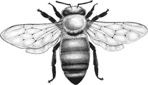 Stonewall Apiary logo